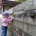 Hello animal
